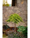 Ялівець лежачий Нана (штамб) | Можжевельник лежачий Нана (штамб) | Juniperus procumbens Nana (shtamb)